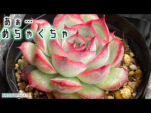 Succulents] A completely boring video. You'll regret watching it