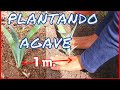 como PLANTAR AGAVE / como plantar agave espadin silvestre/ sembrando maguey/ BILBILOS DE MAGUEY