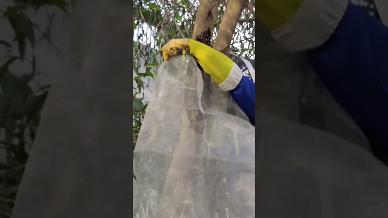 Aggressive Giant Honey Bees | Apis dorsata | part 3