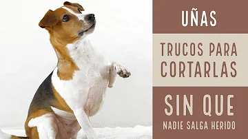 ¿Cómo sedar a mi perro para cortarle las uñas?