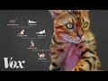 Hybrid Cats and Selective Breeding