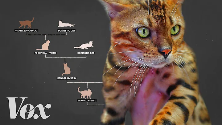 Meet the designer cats with wild blood - DayDayNews