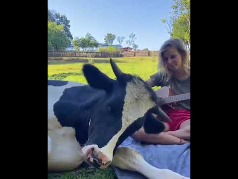 تصویری: موسیقی بر تولید شیر در گاوها تأثیر می گذارد