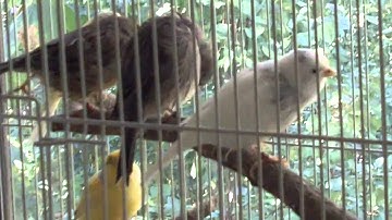 Wild mockingbird startles canaries - surprise landing outside window