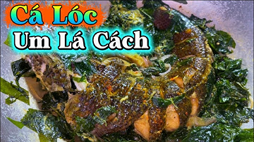Cá lóc Đừng kho Đừng nướng nữa || Làm món này ngon lạ rất hao cơm - Cá lóc nấu lá cách, nước cốt dừa