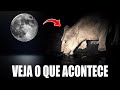 As FASES DA LUA e AS BIZARRAS MUDANÇAS no COMPORTAMENTO DOS ANIMAIS