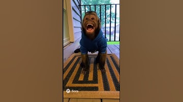 Poor Monkey gets scared from lightning! #tornado #cat #soraai #ai #aivideo #funny #animation