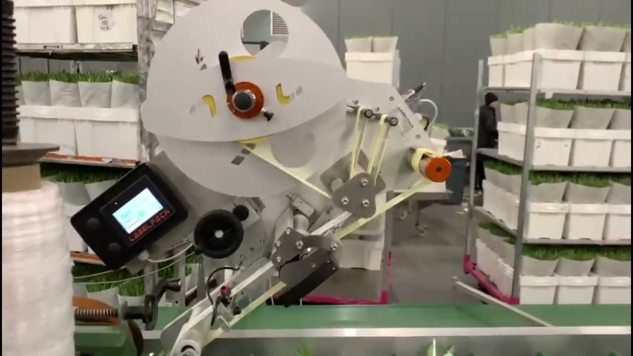 Tulpen etiketteren - Tulips labelling