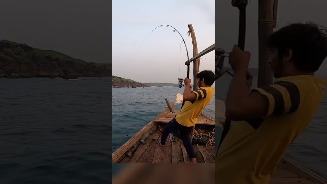 GT fishing with live strike || 