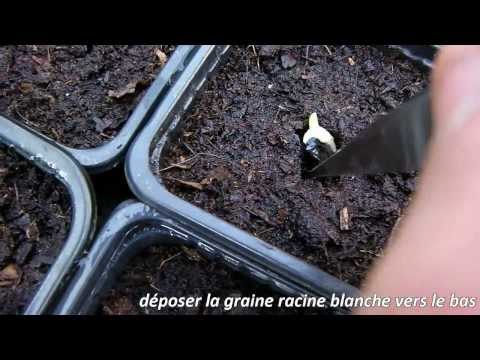 Vidéo: Cultiver Des Hémérocalles à Partir De Graines