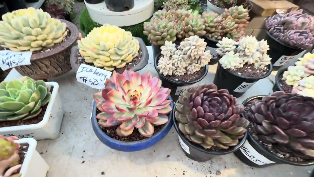 6 февраля 2026 г. Бесплатная доставка при заказе от 150 долларов. Подарок при заказе от 25 до 30 ...