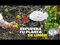 No permitas que los Hongos Maten Tu Limonero - Aplica esto Planta de limón libre de Hongos