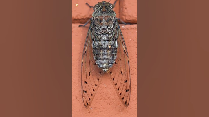 Cicada Sound (Cicada insect on the wall)