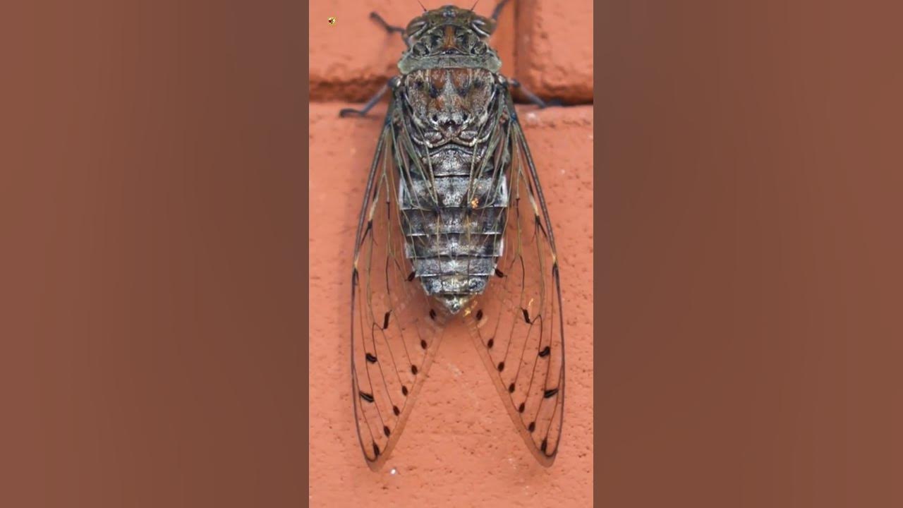 Cicada Sound (Cicada insect on the wall) Cicada Sound (Cicada insect on the wall)