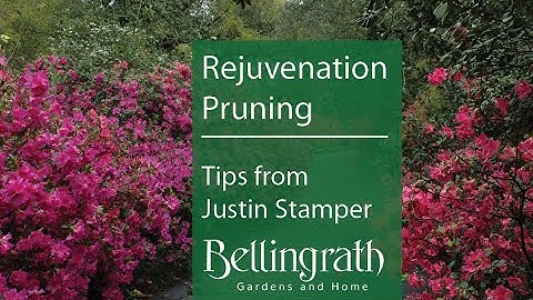 Rejuvenation Pruning