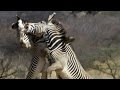 Epic Zebra Fight For Mate | Africa | BBC Earth