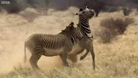 Why can zebras and horses mate?