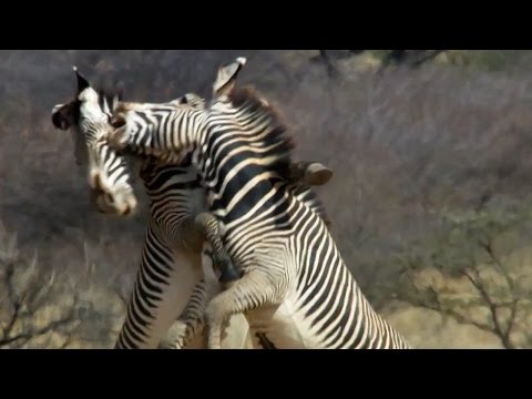 Video: Zebras Pīrāgs Lēnā Plīts