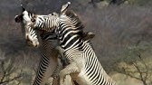 Greatest Fights In The Animal Kingdom Part 2 | BBC Earth - YouTube