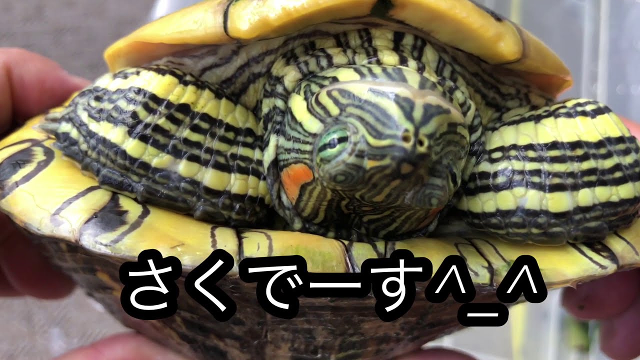 カメ がんばれさくちゃん はじめて ひっくり返る Youtube