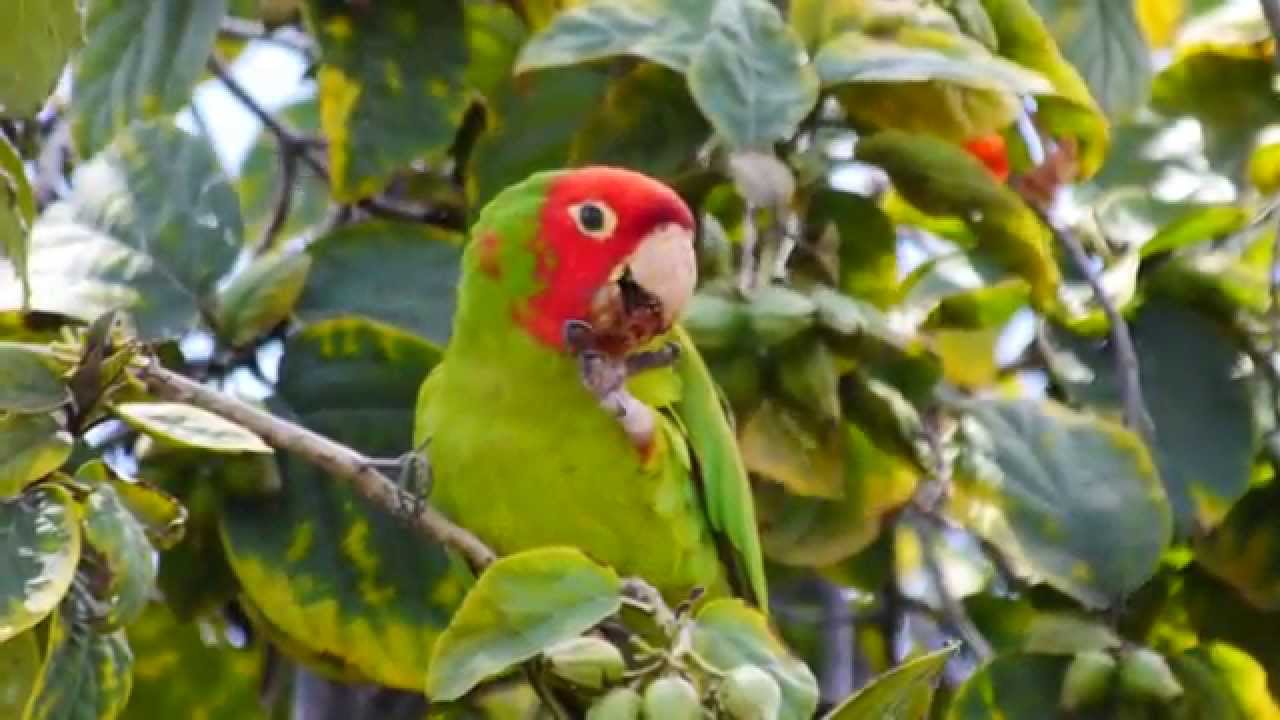 Red-masked parakeet feeding 