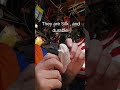 Lantern Collectors nightmare