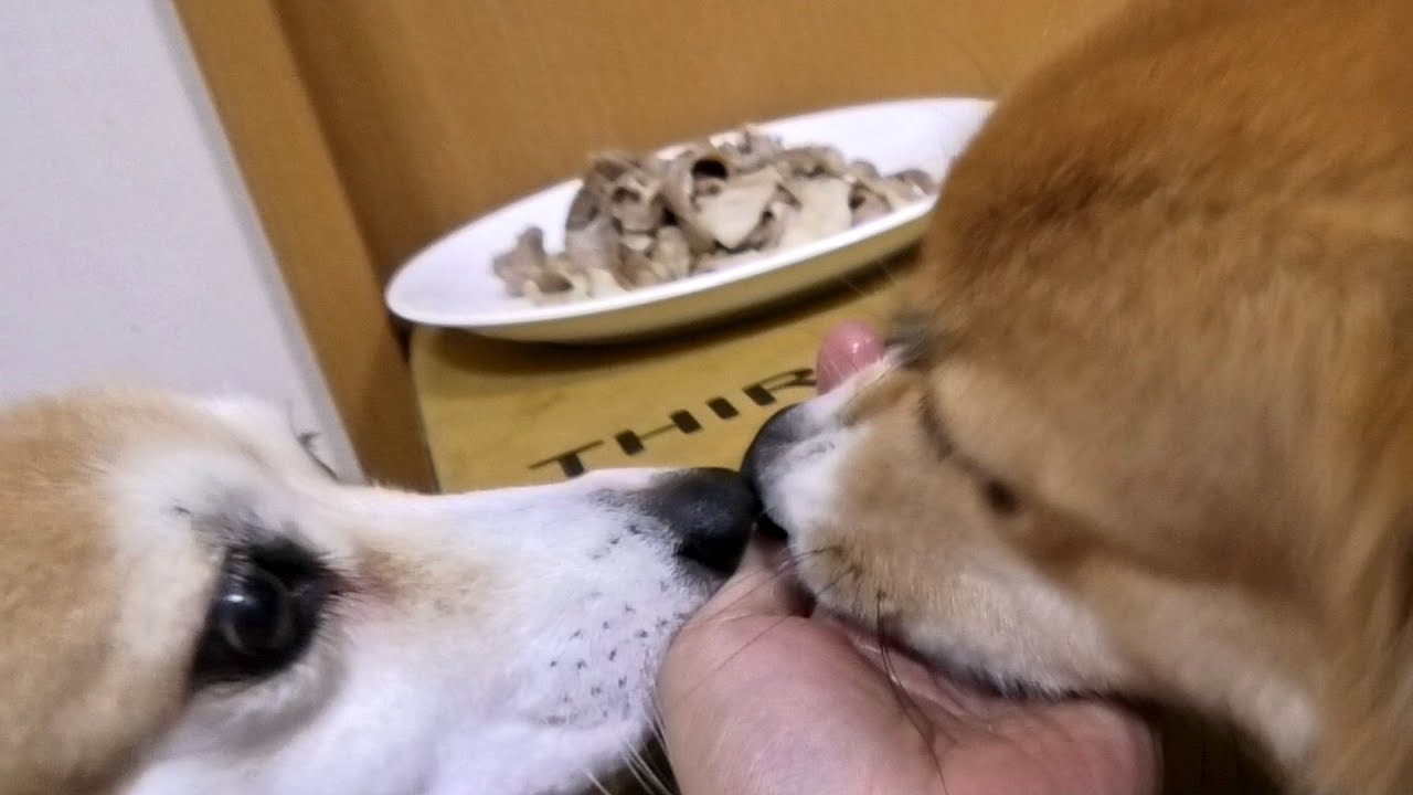 Freemuryogavwo4 ベストコレクション 犬 ほねっこ 吐く 犬 ほねっこ 吐く Freemuryogavwo4 ベストコレクション 犬 ほねっこ 吐く 犬 ほねっこ 吐く