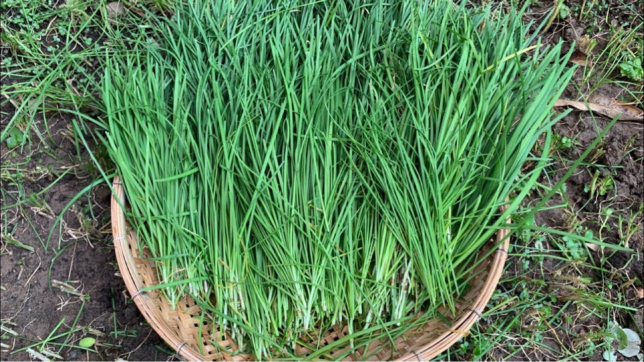 Chive Plant Harvest Garlic Chive Harvesting How To Chive Plant Harvest Garlic Chive Harvesting How To