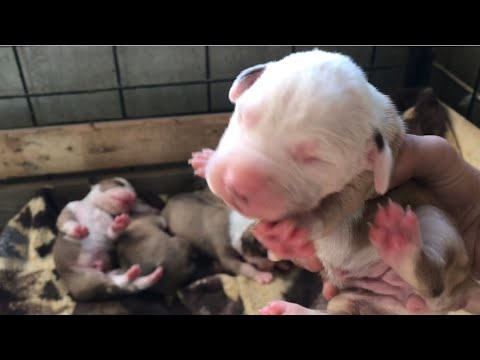 Video: Doğumdan Altı Haftaya Pit Bull Yavruları