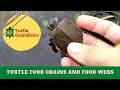 Understanding Food Webs and Chains