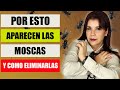 🪰SIGNIFICADO EMOCIONAL por el que APARECE la PLAGA de MOSCAS en tu CASA y COMO ELIMINARLAS