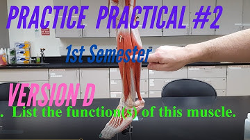 A&P PRACTICE PRACTICAL: 1st Semester Practice Practical #2 Version D