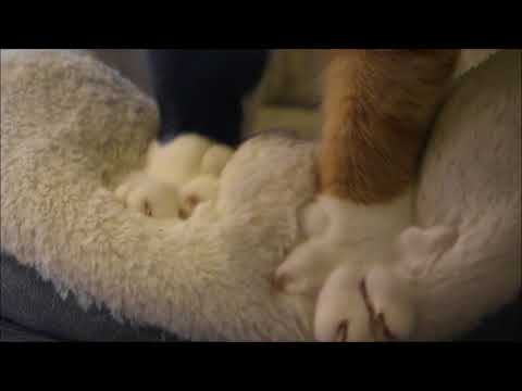 Video: Oogsiektes By Katte: Foto's Van Simptome, Diagnose En Behandeling (ook Tuis), Aanbevelings Van Veeartse