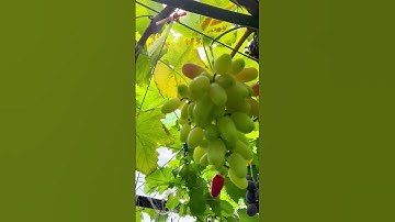 Are grapes sweet or not? 🍇 Grape Picking #FirstPerspective #Immersive Experience