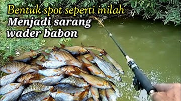 Ciri-ciri spot sarang wader babon,,// di jamin panen