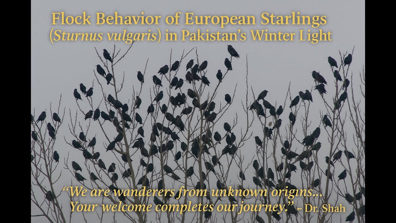 European Starling Roosting Flocks 🐦 2022–2025 | Field Record from Pakistan | Sturnus vulgaris