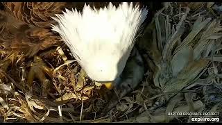 Decorah Hatchery Eagles First egg 02 25 2023