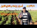 زراعة الفول معلومات ونصائح هامة عنداك تسقيه منين يدير النوارة وها فوقاش دير الدوا mp3