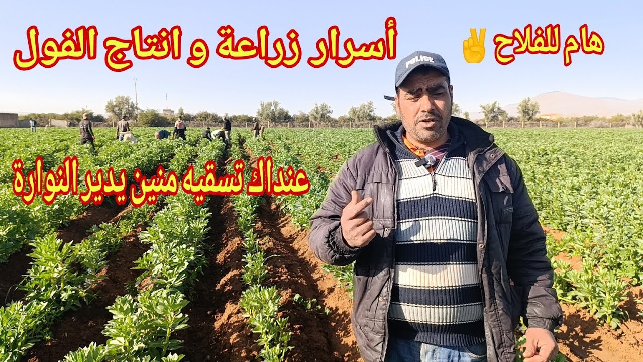 زراعة الفول معلومات ونصائح هامة عنداك تسقيه منين يدير النوارة وها فوقاش دير الدوا