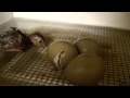 Hatching Pheasant Chicks