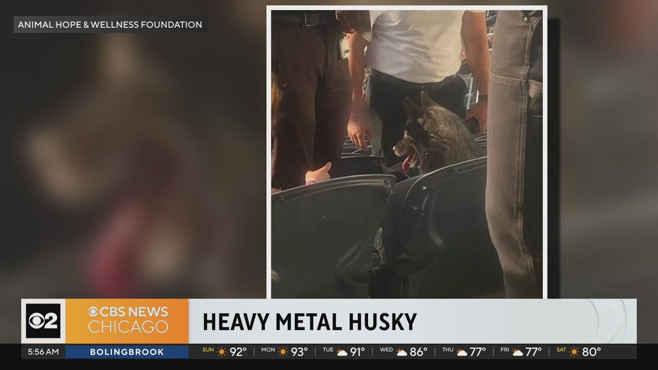 Husky sneaks out of home, attends Metallica concert in California - YouTube