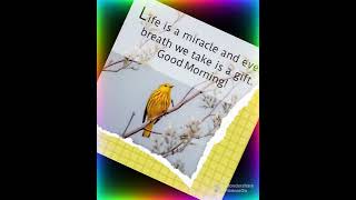 Good Morning Quotes Good Morning Quotes