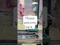 A fav is back! #birds #nature #funny #animals #wildlife #shorts #live #livestream #welcome