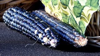 Maíz Azul (maíz ancestral) Cap 189