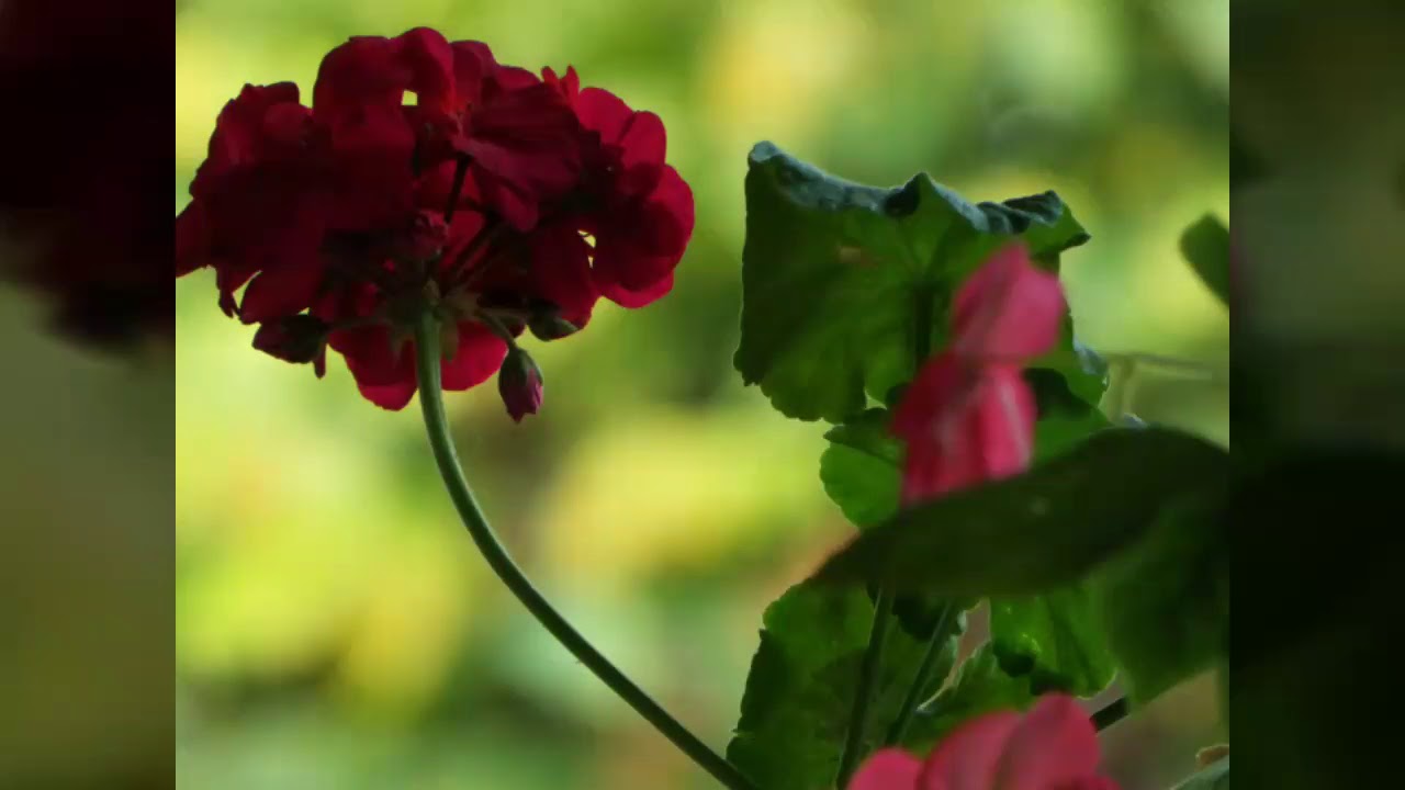 Title ..flowers🌹🌼🌻👈