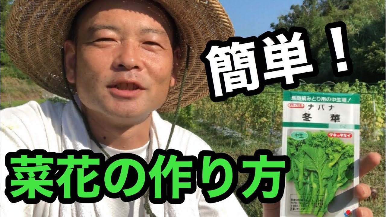 初心者におすすめ冬野菜【菜花】の作り方
