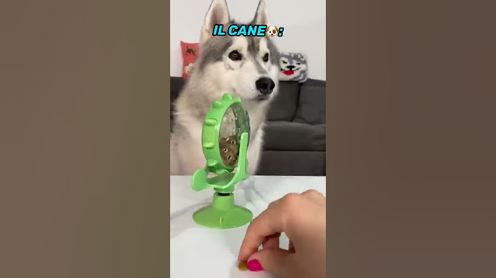 GATTO vs CANE: Chi è il PIÙ INTELLIGENTE?😼🧠🐶 #dog #cat #gatto #cane #dogchallenge #catchallenge