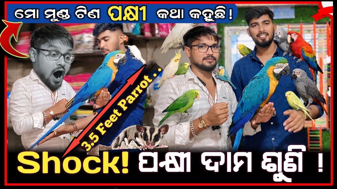 ସବୁଠୁ ଅଜବ ଦାମୀ Exotic Birds 💰 Colorful Rare Macaw Parrot! (Expensive) 🦜 #BirdsParadise