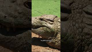 #7 Crocodiles Can&#39;t Chew #animal #discovery #discoverychannel #animals