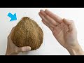 沒工具，如何徒手開椰子？7個開椰子方法，輕鬆打開椰子殼！7 Ways to Open Coconut